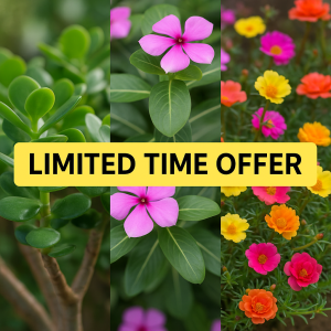 Combo of 3 Live Plants – Jade (Zade), Vinca (Sadabahar), and Mixed Portulaca – Perfect Indoor & Outdoor Flowering Plants